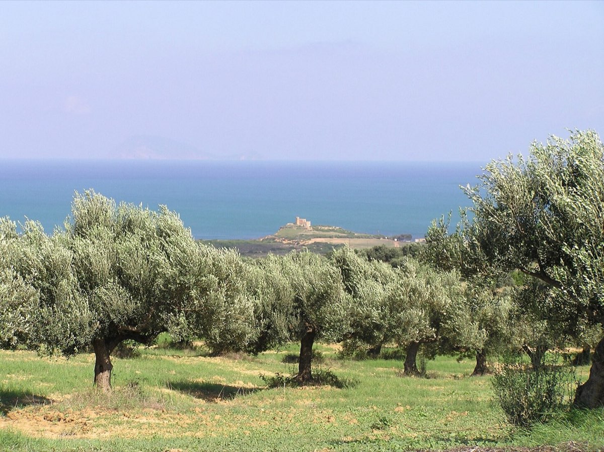 Oliveraie de Cap Bon, Tunisie